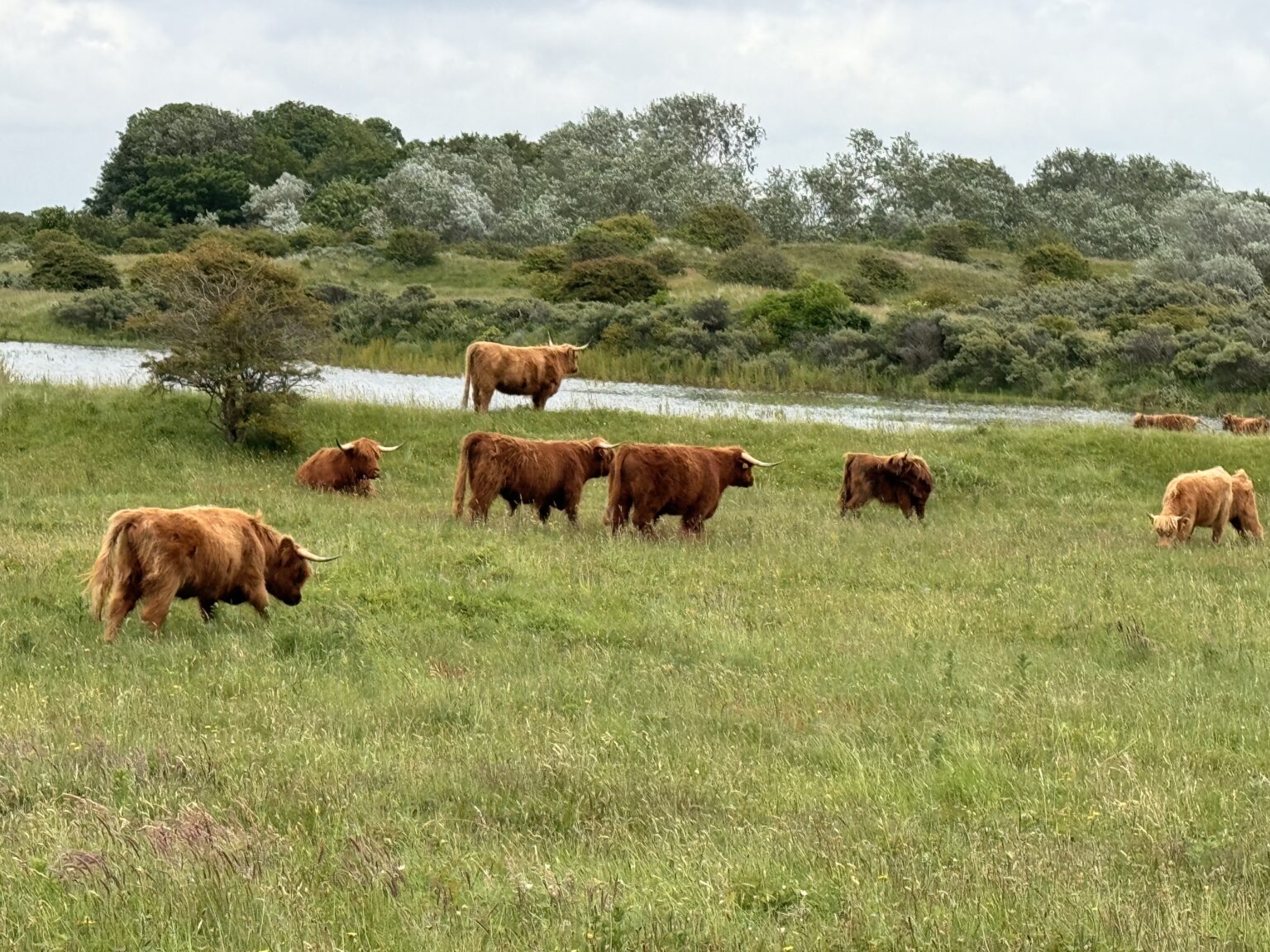 Highland Rind